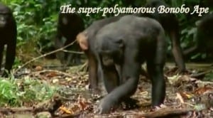 The Easy Going Bonobo